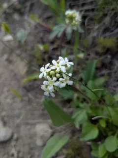 Wenatchee valerian thumbnail 4