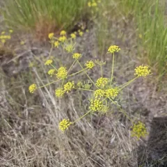 Wyeth Biscuitroot thumbnail 3
