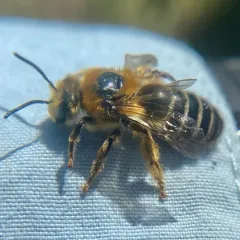 Andrews' Cellophane Bee thumbnail 1