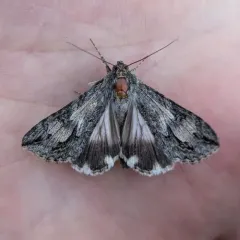 Merry Graphic Moth thumbnail 2