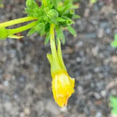 northern evening-primrose thumbnail 1