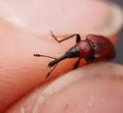 Western Rose Curculio thumbnail 4