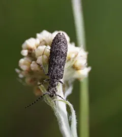 Priacma bleach beetle thumbnail 4