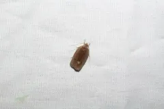 Antaeotricha osseella thumbnail 4