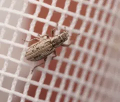 Alfalfa Curculio thumbnail 3