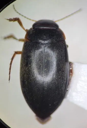 Hydroporus sinuatipes