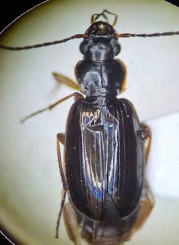 Trembling Harp Ground Beetle