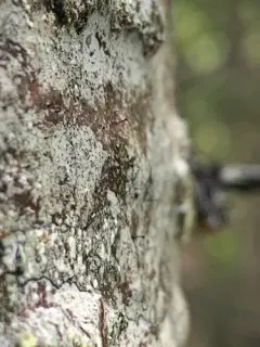 Balsam Fir Stickpin thumbnail 2