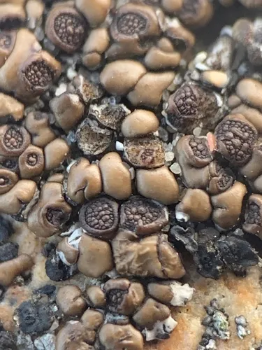 Acarospora bullata