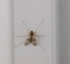 Zavrelimyia bifasciata thumbnail 4