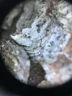 Rusted Stubble Lichen thumbnail 3