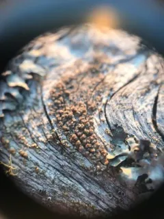 Xylographa opegraphella thumbnail 3