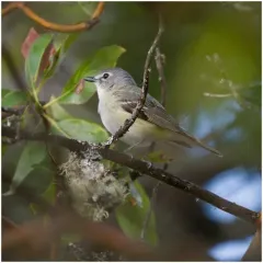 Cassin's Vireo thumbnail 4