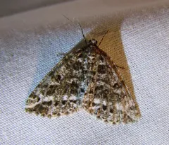 Marbled Wave Moth thumbnail 2
