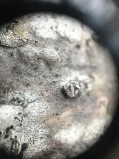 Balsam Fir Stickpin thumbnail 3
