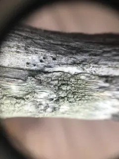 Macoun's Wart Lichen thumbnail 3