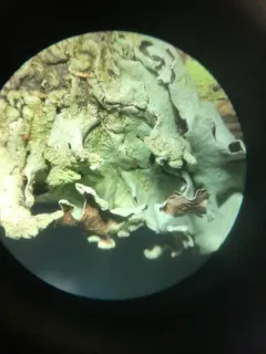 Powdered Loop Lichen thumbnail 2