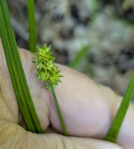thin-leaved sedge