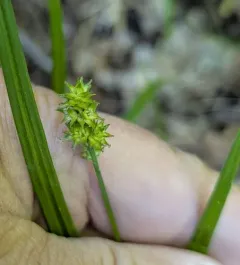 thin-leaved sedge thumbnail 1