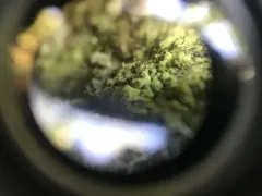 Sandwort Microcalicium Lichen thumbnail 1
