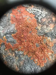 Sinoper Lichen thumbnail 2
