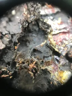 Chaenothecopsis tsugae thumbnail 3