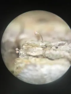 Sclerophora amabilis thumbnail 4