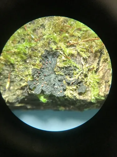 Blistered Jelly Lichen
