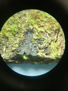 Blistered Jelly Lichen thumbnail 1