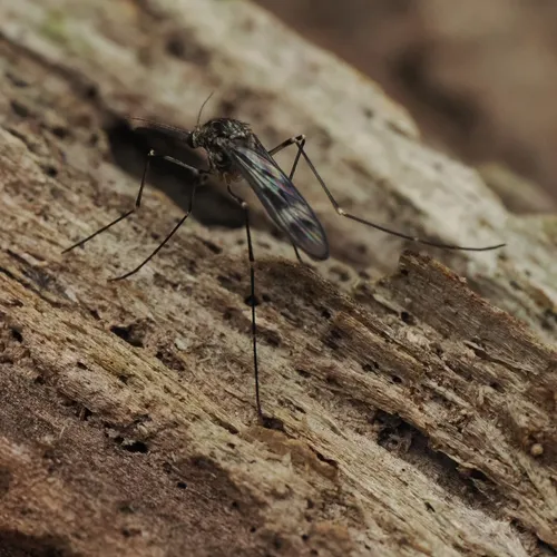 Cold Weather Mosquito