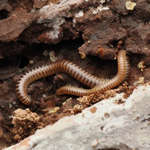 Blunt-tailed Snake Millipede