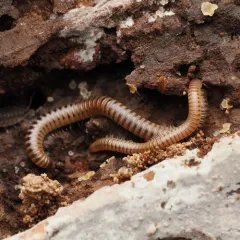 Blunt-tailed Snake Millipede thumbnail 1