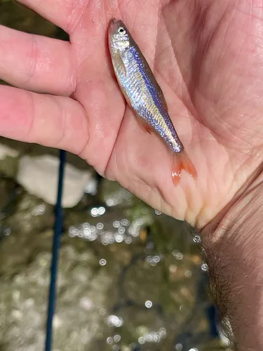 Redfin Shiner