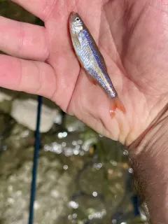Redfin Shiner thumbnail 1