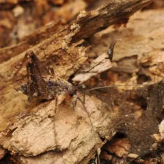 Pristoceuthophilus celatus thumbnail 2