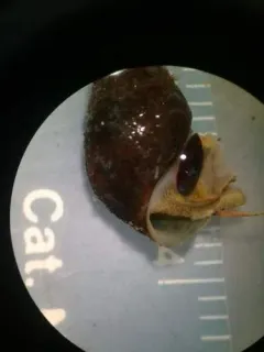 Liver Elimia thumbnail 1