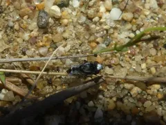 Sphenometopa tergata thumbnail 3