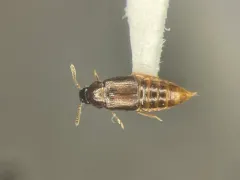 Diffuse Ocellate Rove Beetle thumbnail 1