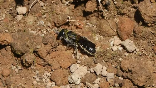 Sleepy Scissor Bee