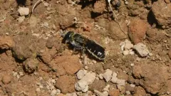 Sleepy Scissor Bee thumbnail 1