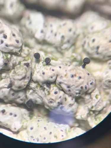 Sphinctrina turbinata