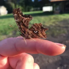 Satyr Comma thumbnail 4
