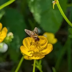 Eastern Flower Fly thumbnail 4