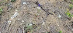 Puzzling Rockcress thumbnail 2