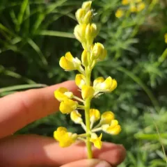 sulphur lupine thumbnail 3