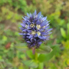 Clustered Green Gentian thumbnail 3