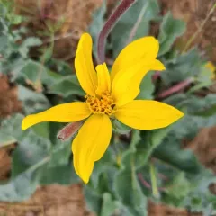 serrated balsamroot thumbnail 4
