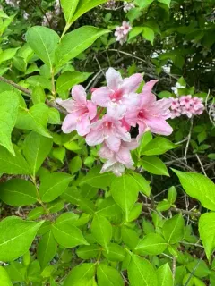 Old Fashioned Weigela thumbnail 3