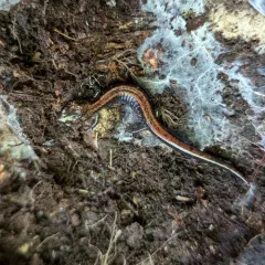 Del Norte Salamander thumbnail 2