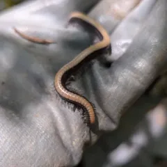Californiulus chamberlini thumbnail 4